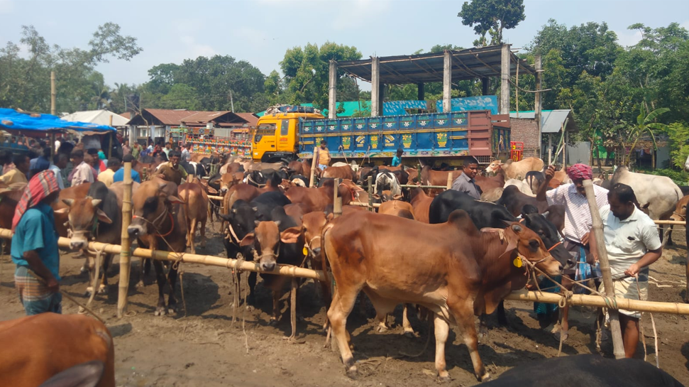ক্রেতা সংকটে এখনও জমে উঠেনি নীলফামারীর পশুর হাট